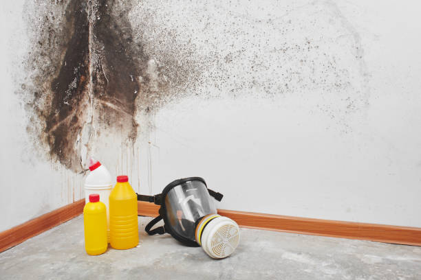 Best Certified Mold Removal  in El Rio, CA