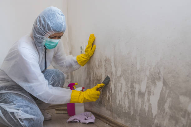 Best Toxic Mold Removal  in El Rio, CA