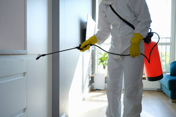 Best Office Mold Removal Services  in El Rio, CA