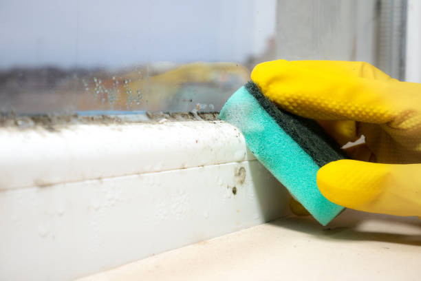 Best Toxic Mold Removal  in El Rio, CA