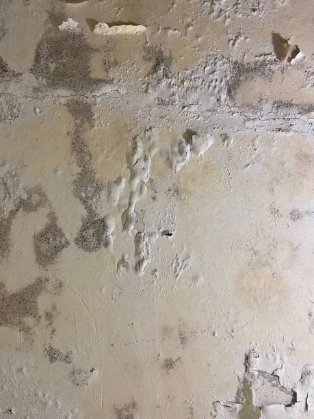 Best Crawl Space Mold Removal  in El Rio, CA