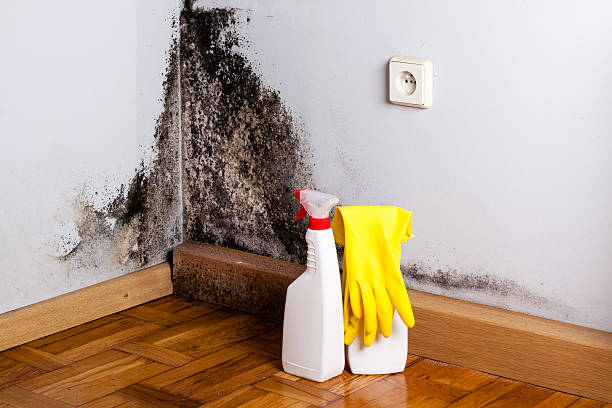 Professional Mold Removal in El Rio, CA
