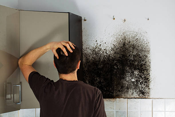 Best Mold Damage Repair  in El Rio, CA